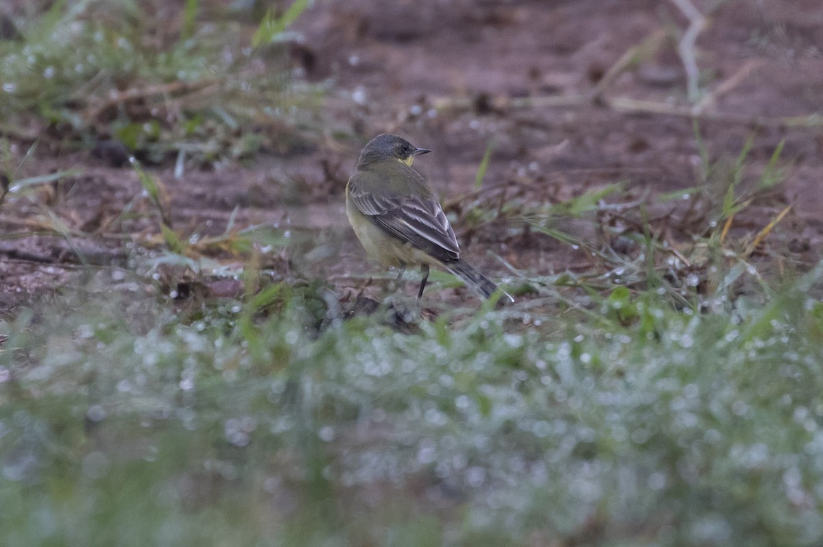 Western Yellow Wagtail (flava/beema) - Michael Todd