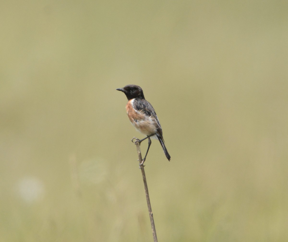 African Stonechat - ML79405951