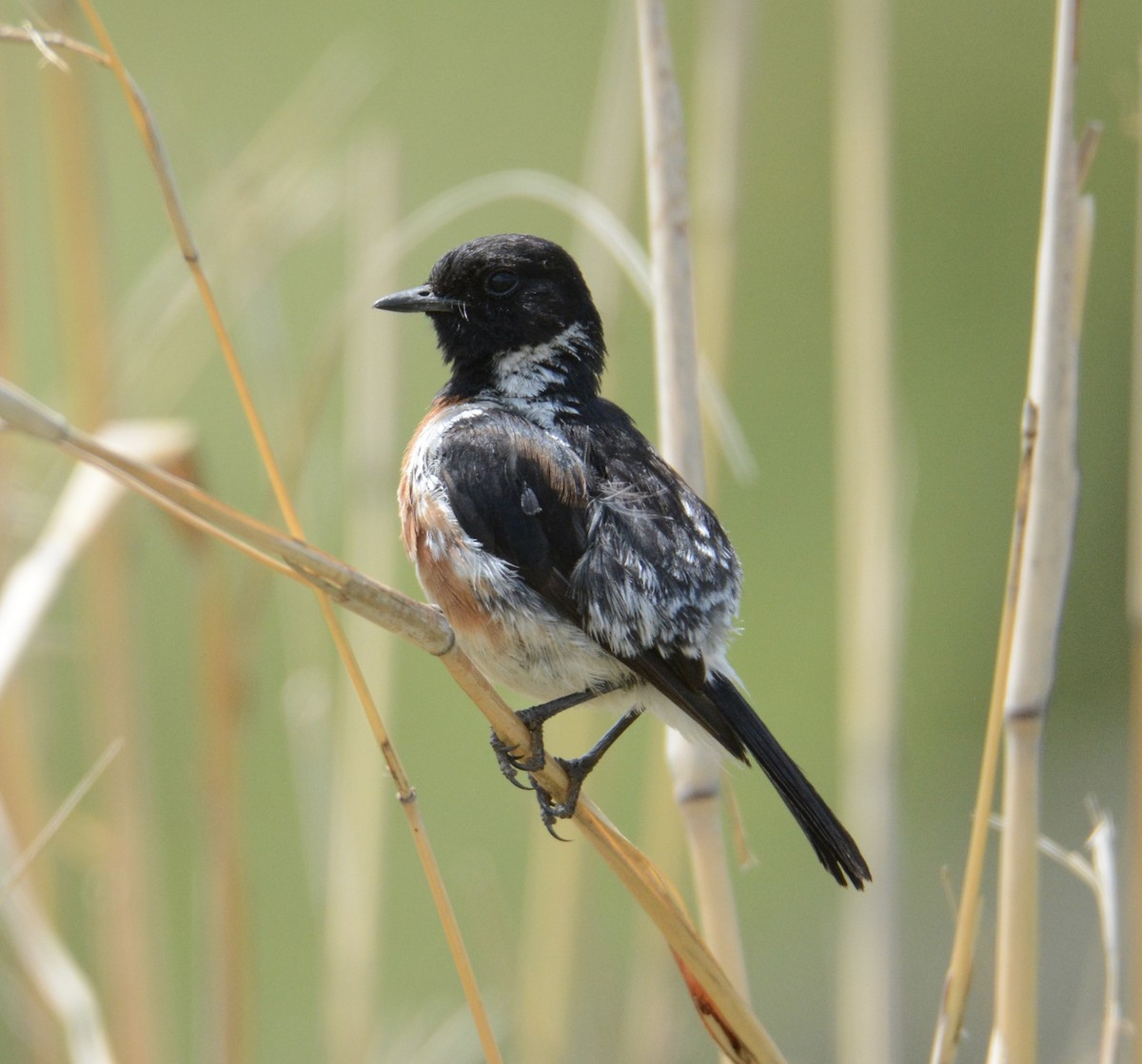 African Stonechat - ML79405991
