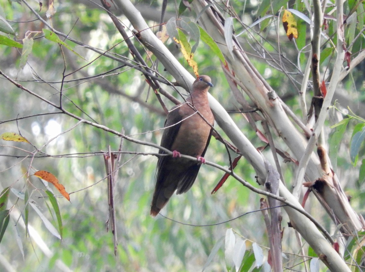 Brown Cuckoo-Dove - ML79406041