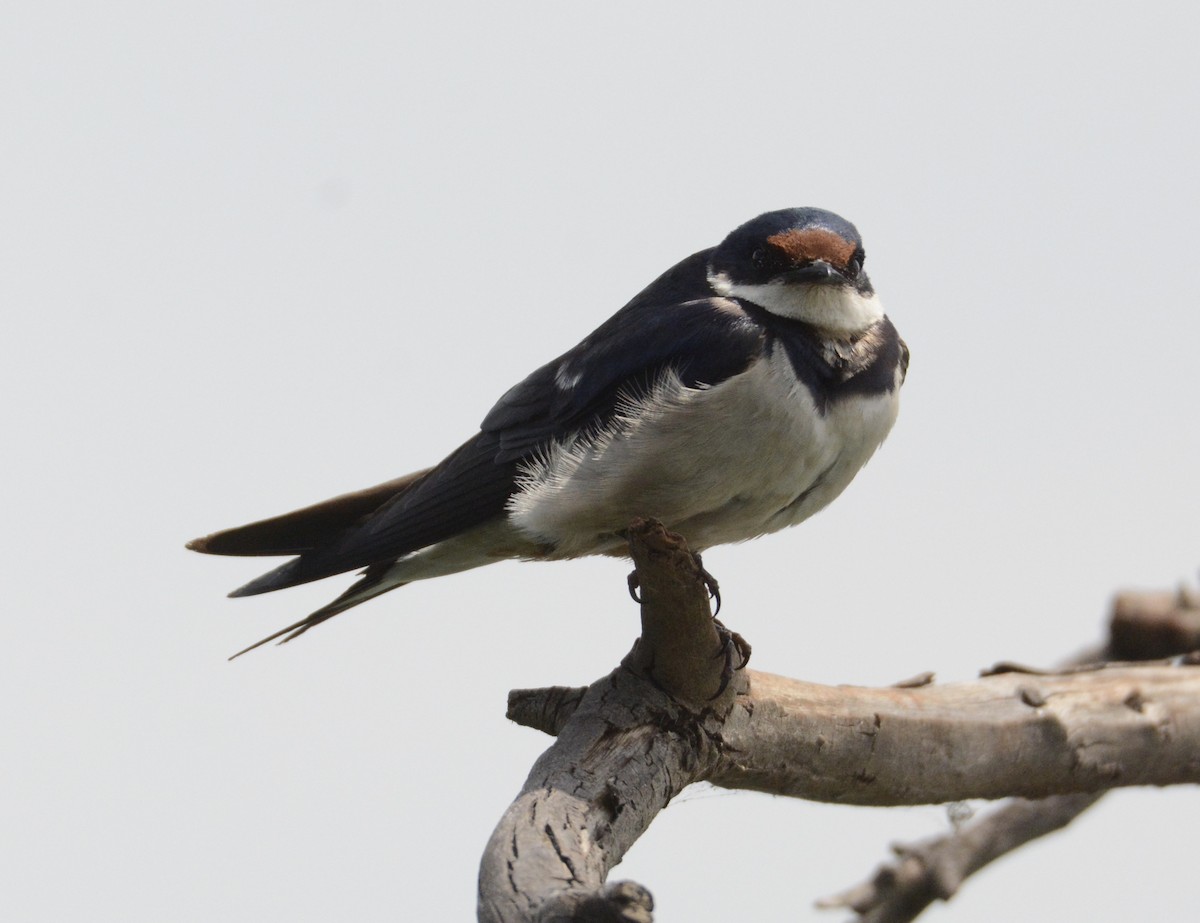 White-throated Swallow - Taylor Abbott
