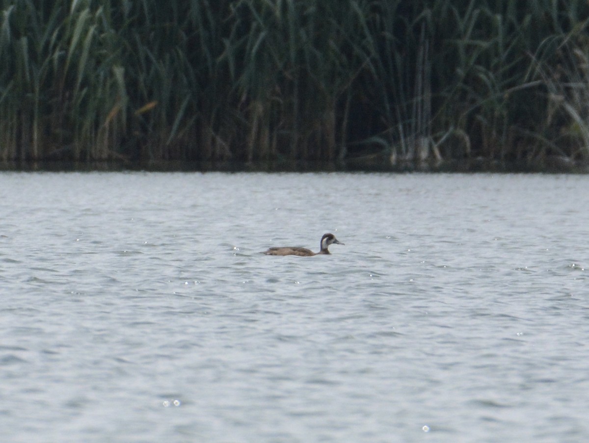 Southern Pochard - ML79406331