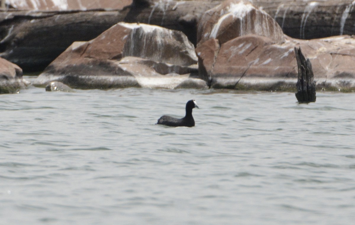 Red-knobbed Coot - ML79406401