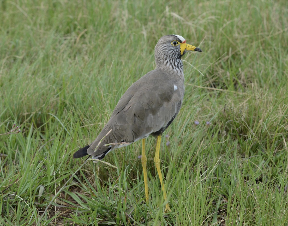 Wattled Lapwing - ML79406751