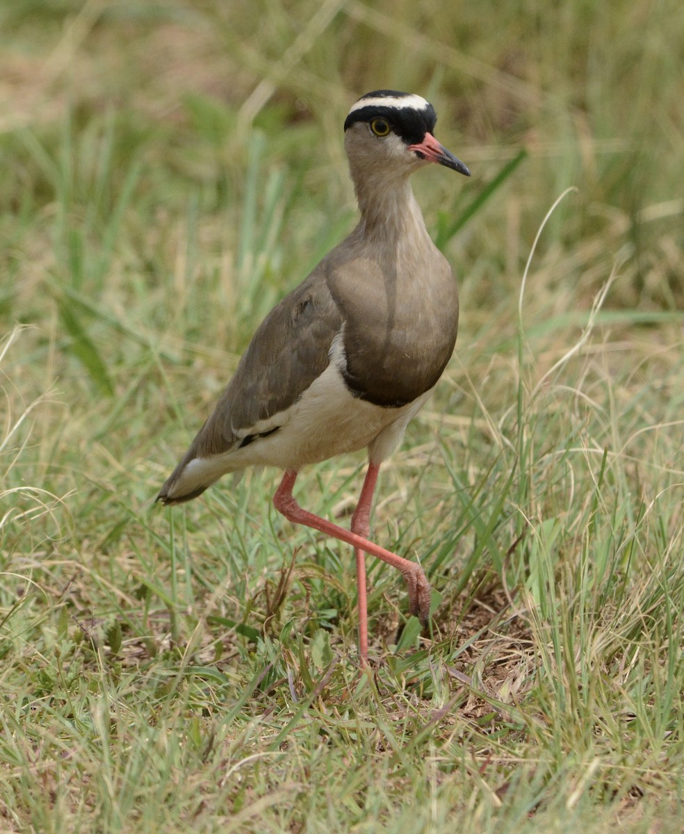 Crowned Lapwing - ML79406881