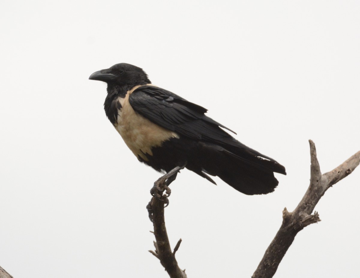 Pied Crow - ML79406961