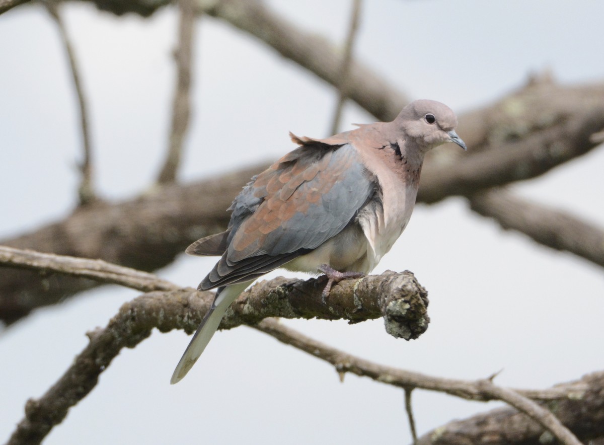 Laughing Dove - ML79407051