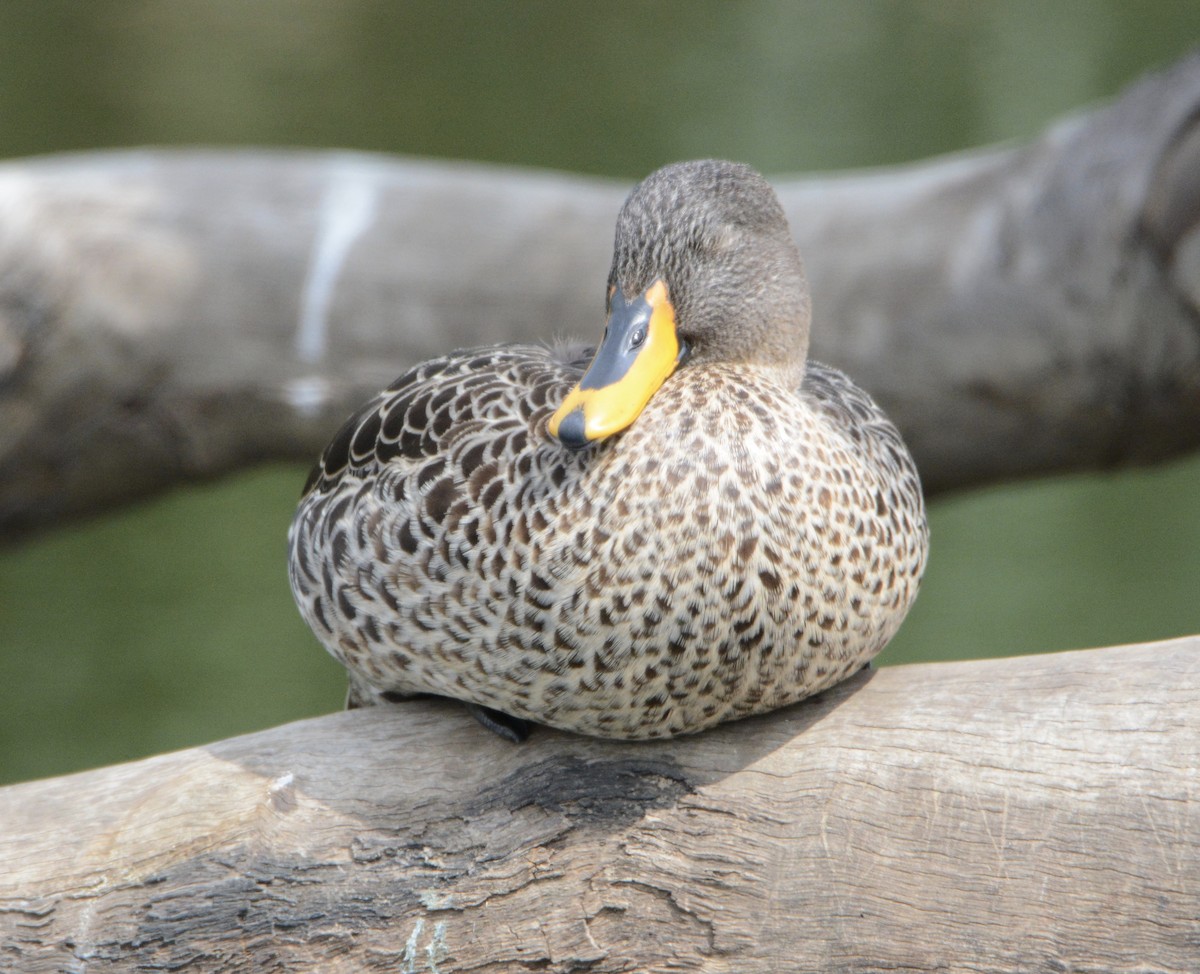 Yellow-billed Duck - ML79407221