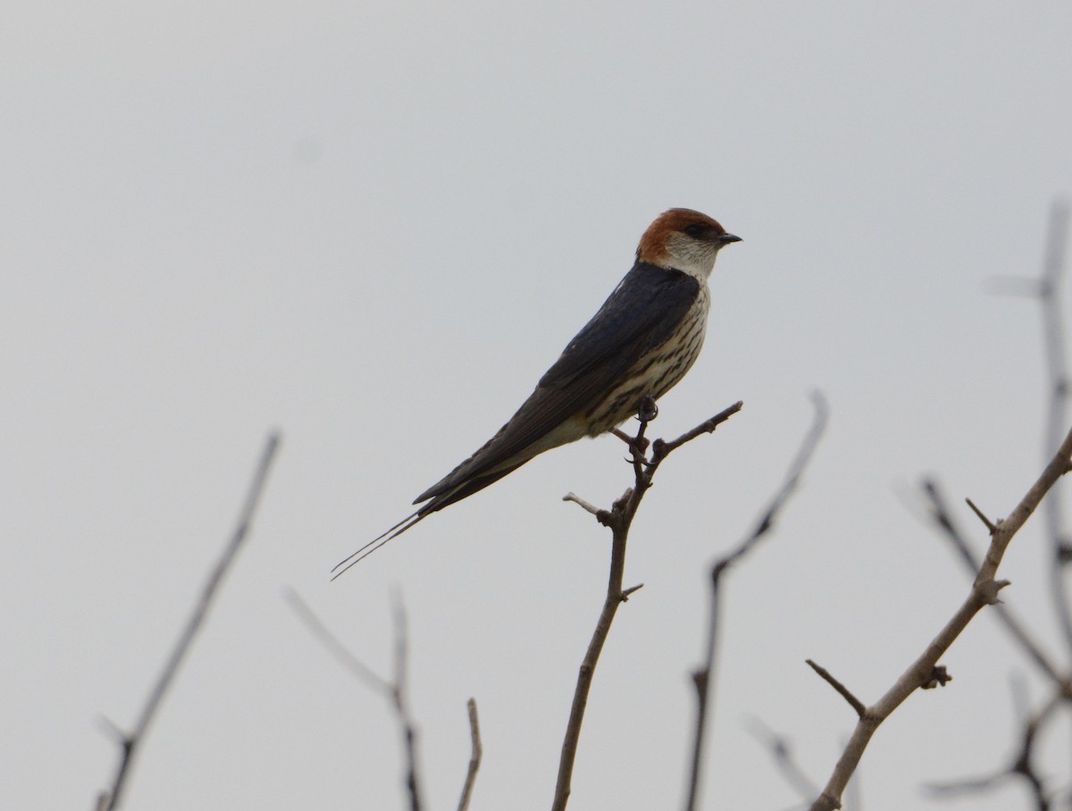 Hirondelle à tête rousse - ML79407431