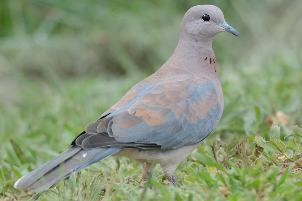 Laughing Dove - ML79407581