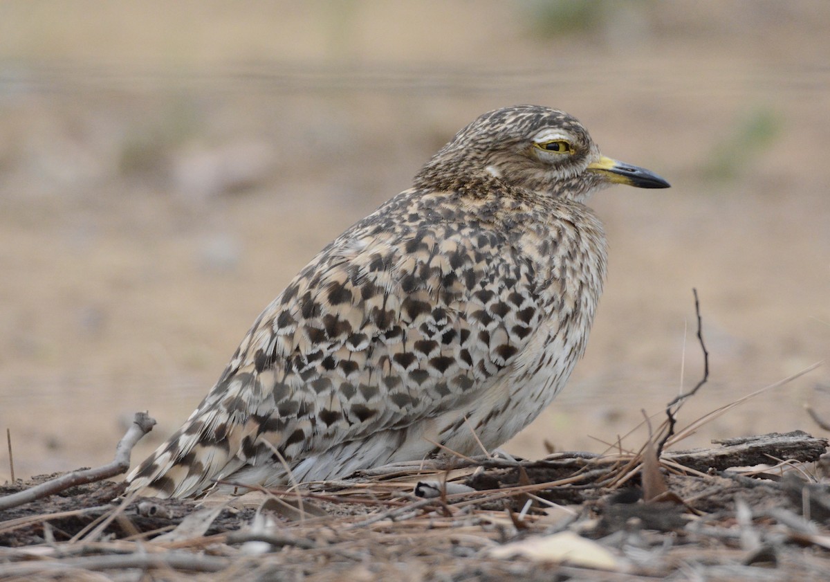Spotted Thick-knee - ML79407601