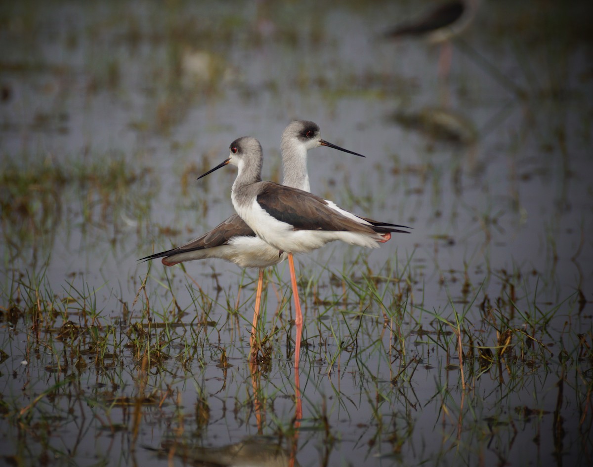 Black-winged Stilt - Sandhya Lenka