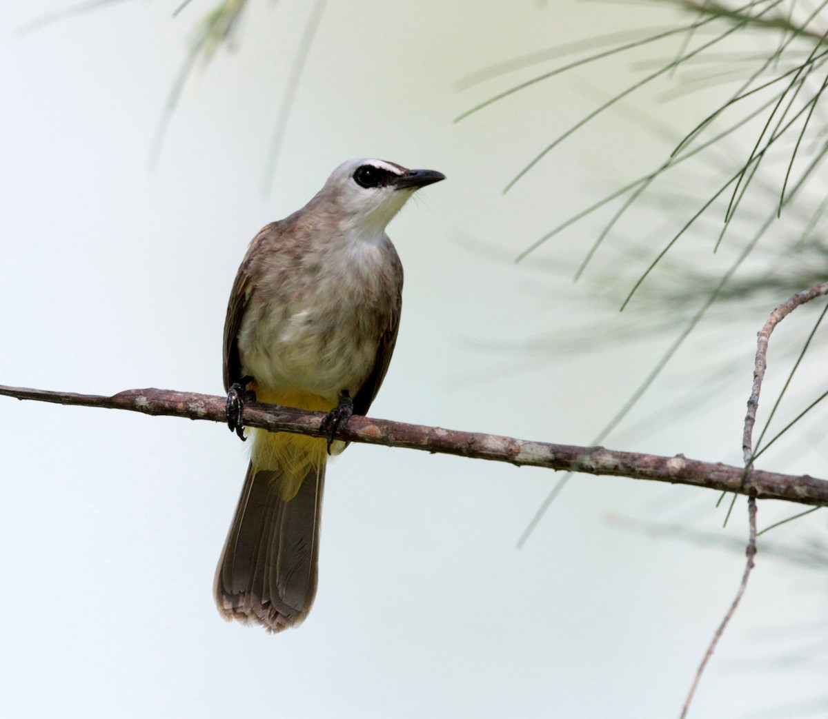 Yellow-vented Bulbul - ML79409761