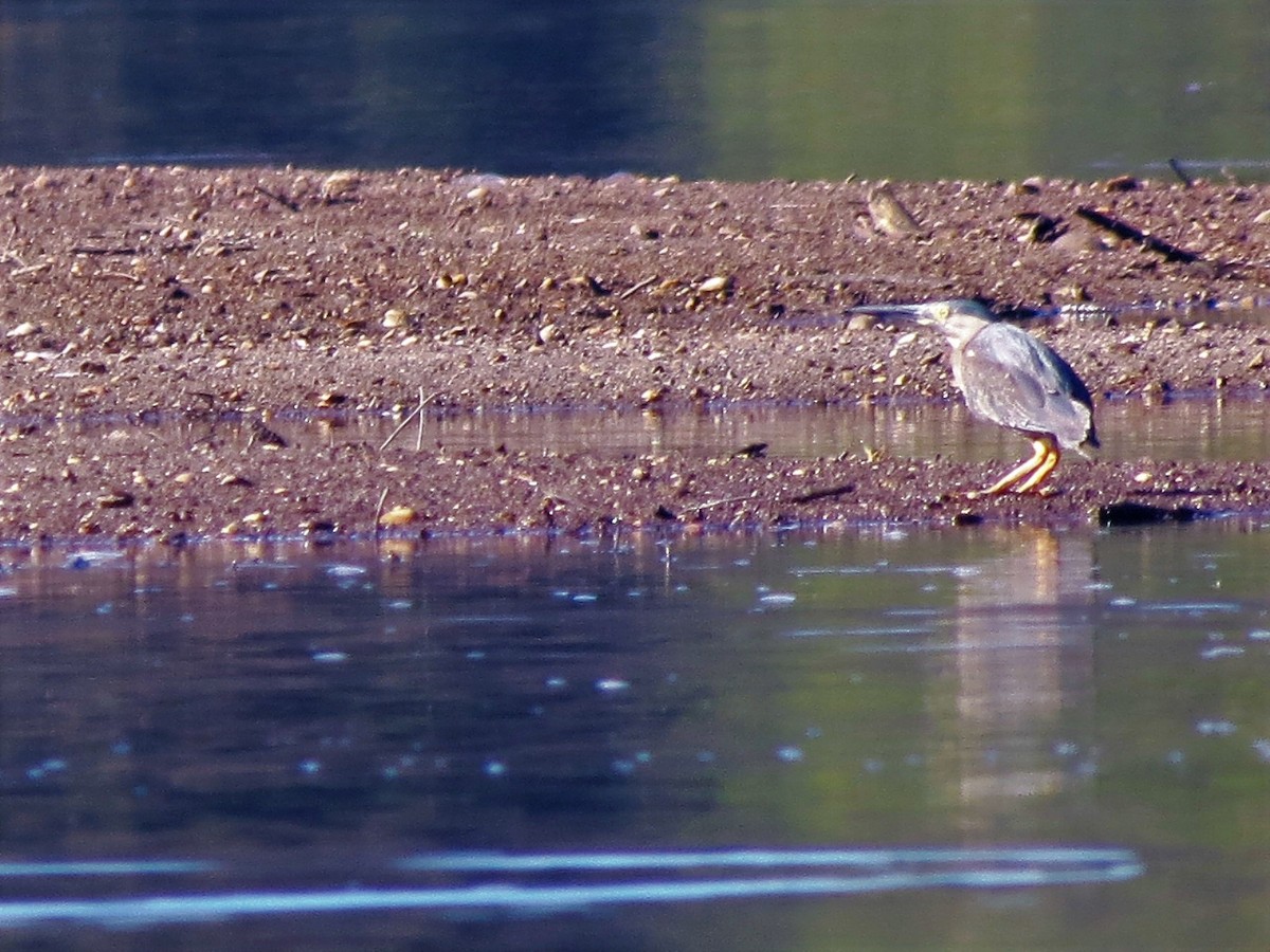 Striated Heron - ML79409931