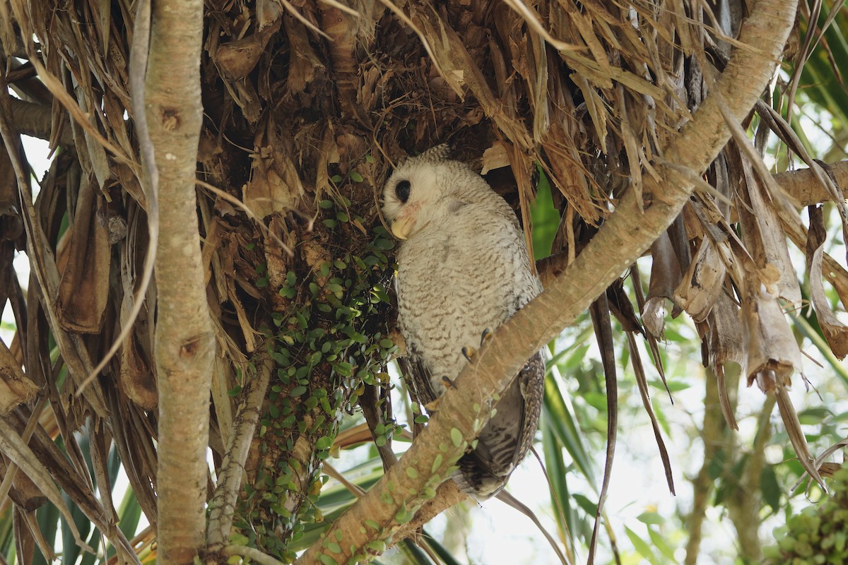 Barred Eagle-Owl - Kian Guan Tay