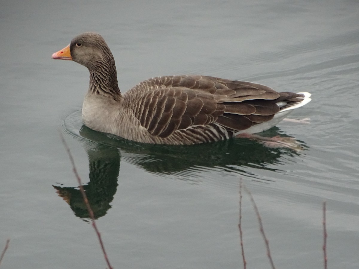 Graylag Goose - ML79410041