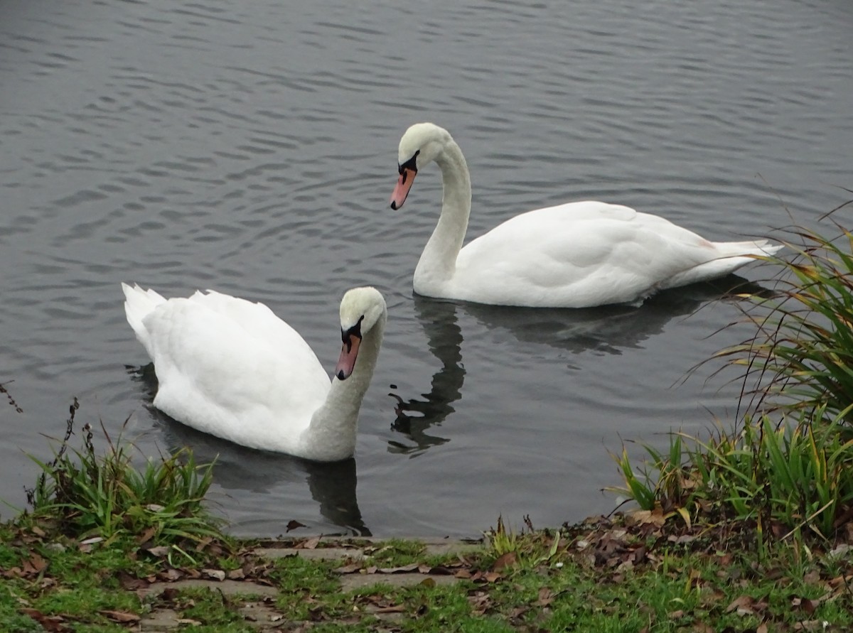 Cygne tuberculé - ML79410061