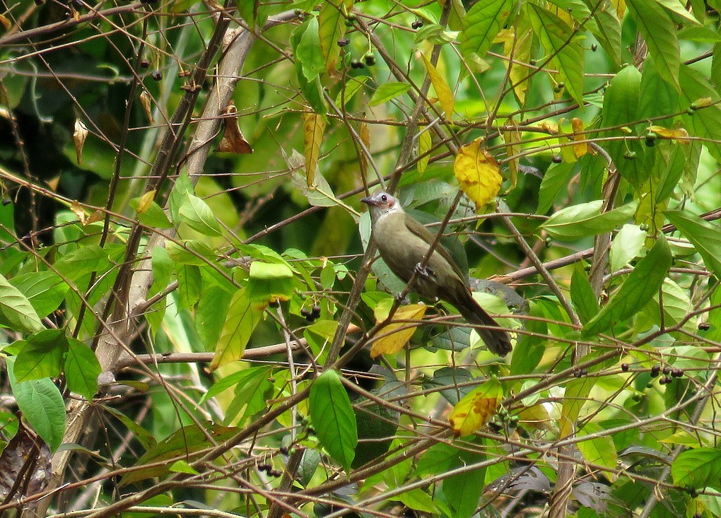 Bare-faced Bulbul - ML79410141