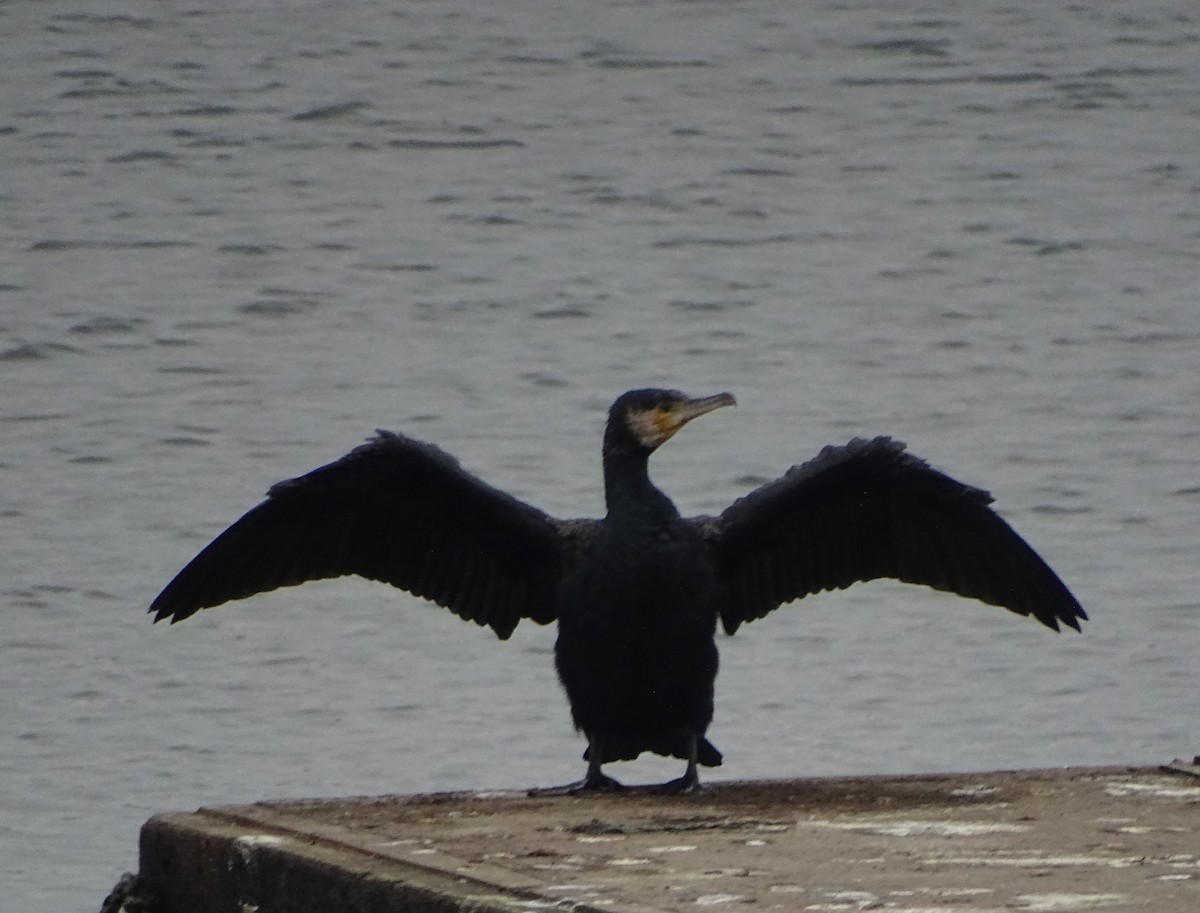 Cormorán Grande - ML79410151