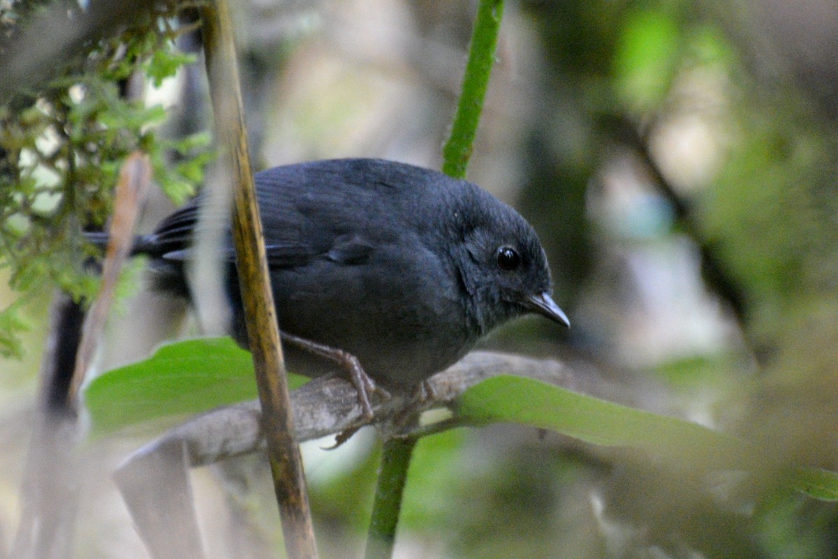 Trilling Tapaculo - Henry Cook