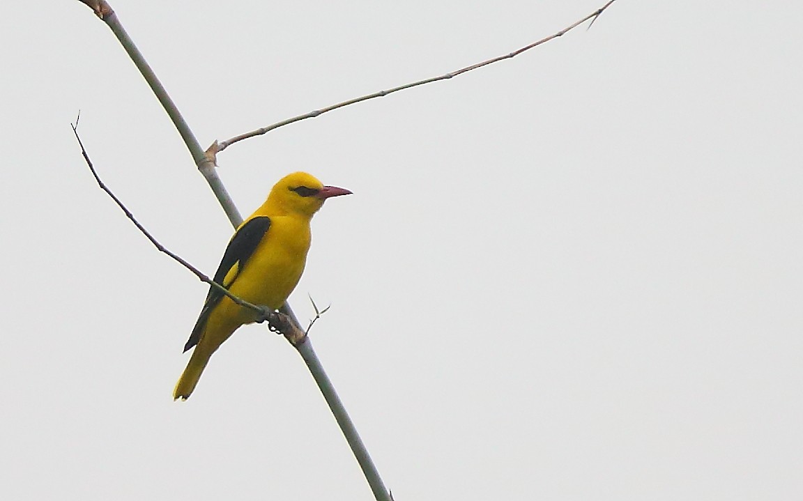 Indian Golden Oriole - ML79411561