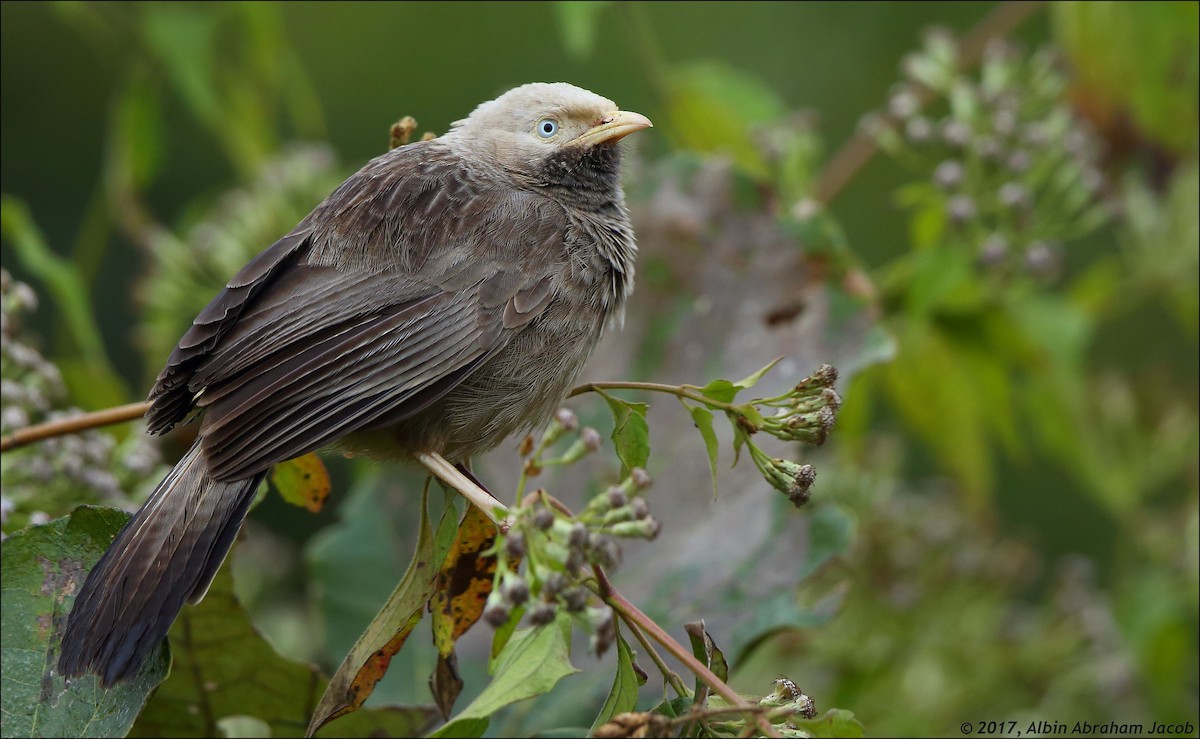Yellow-billed Babbler - Albin Jacob