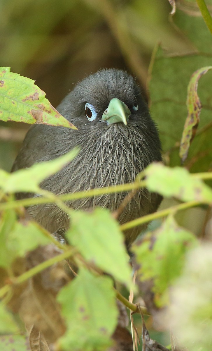 Blue-faced Malkoha - ML79411611