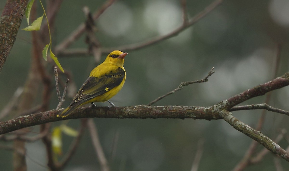 Indian Golden Oriole - ML79411711