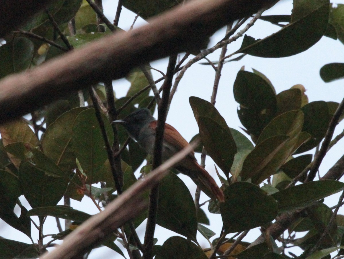 Amur Paradise-Flycatcher - ML79411901