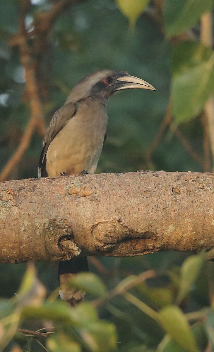 Indian Gray Hornbill - ML79412011