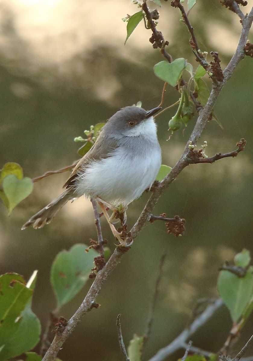 Prinia de Hodgson - ML79412281