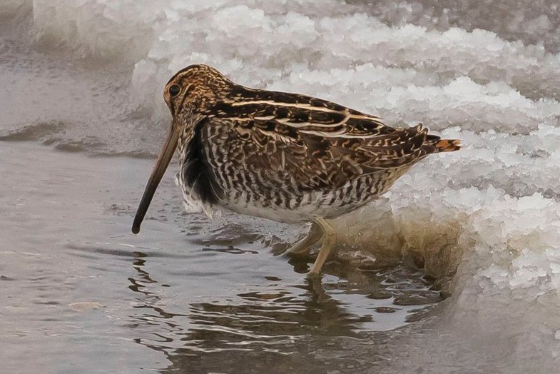 Wilson's Snipe - ML79412451