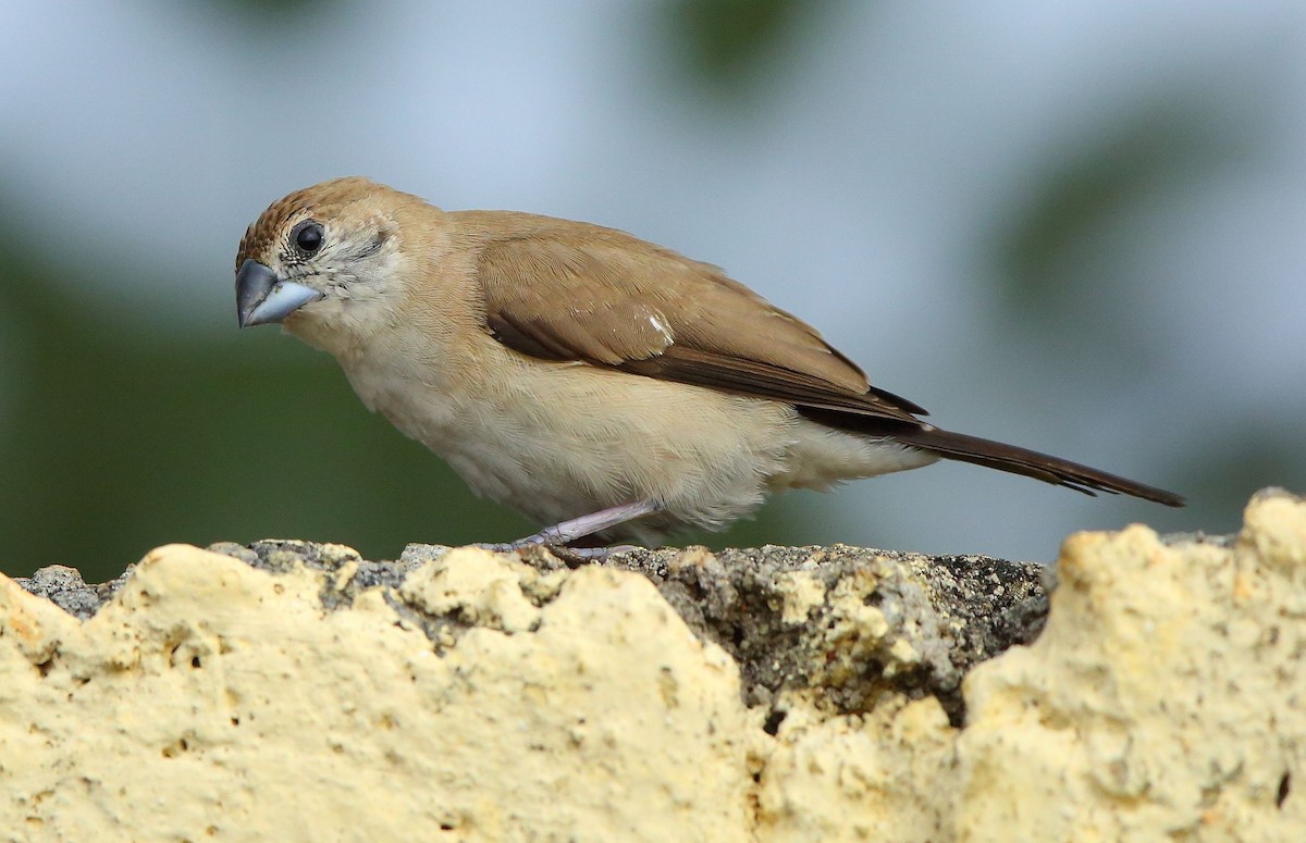 Indian Silverbill - Albin Jacob