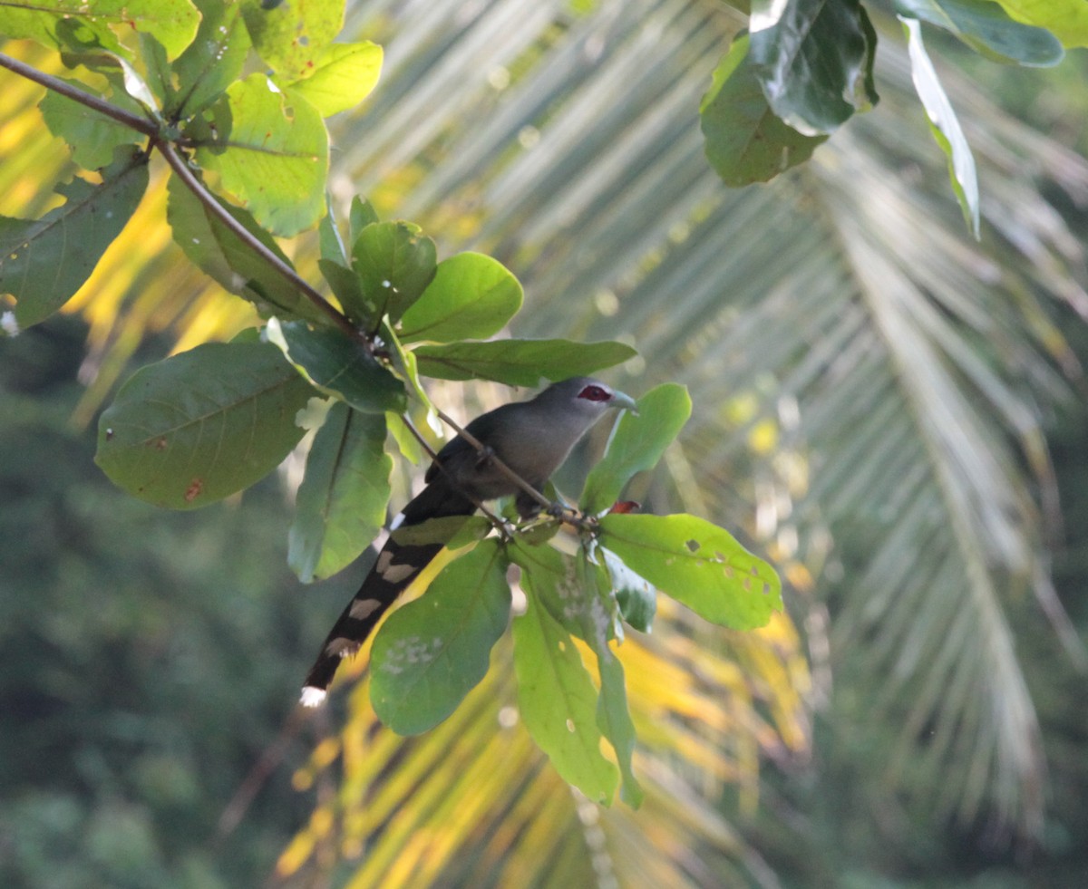 Green-billed Malkoha - ML79413611