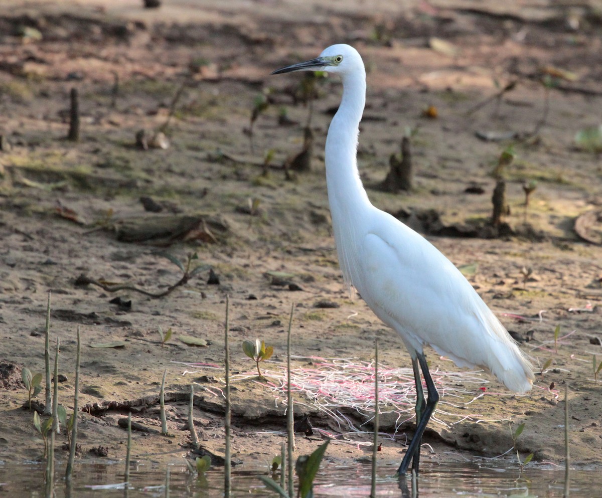 Little Egret - ML79413711