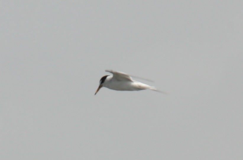 Little Tern - ML79415231