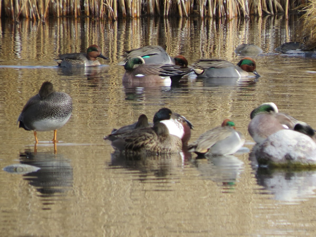 American Wigeon - BEN BAILEY