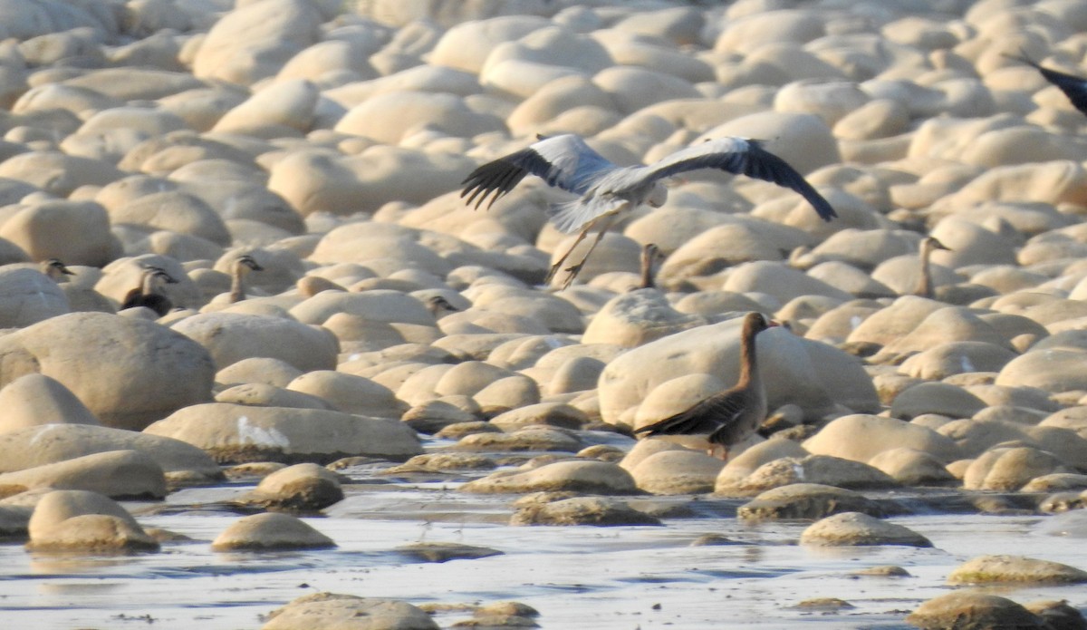 Lesser White-fronted Goose - Liao Tzu-Chiang