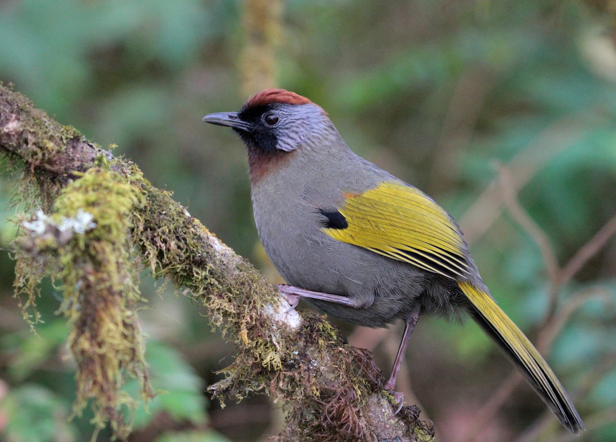 Silver-eared Laughingthrush - Corey Callaghan