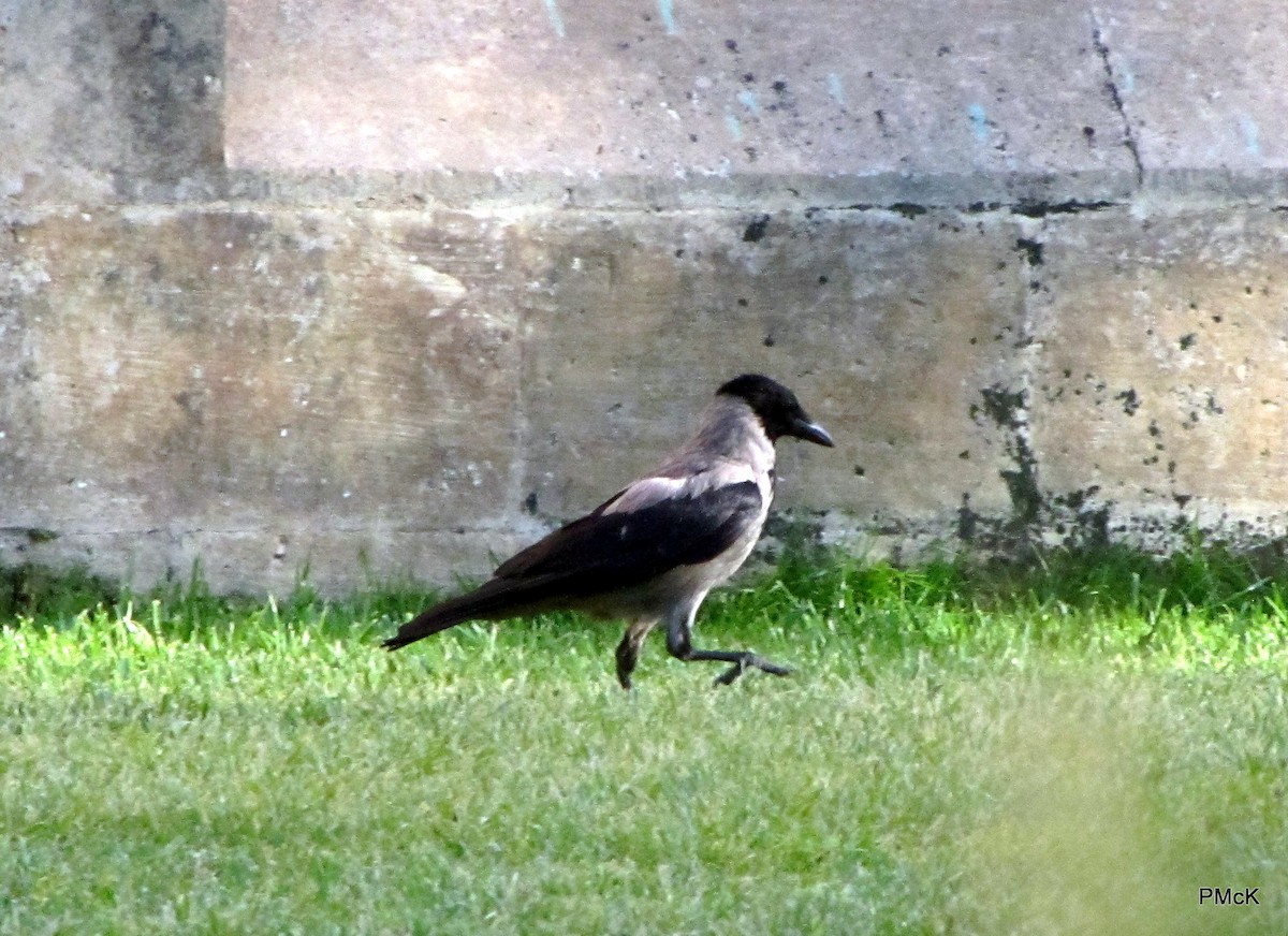 Hooded Crow - ML79419171