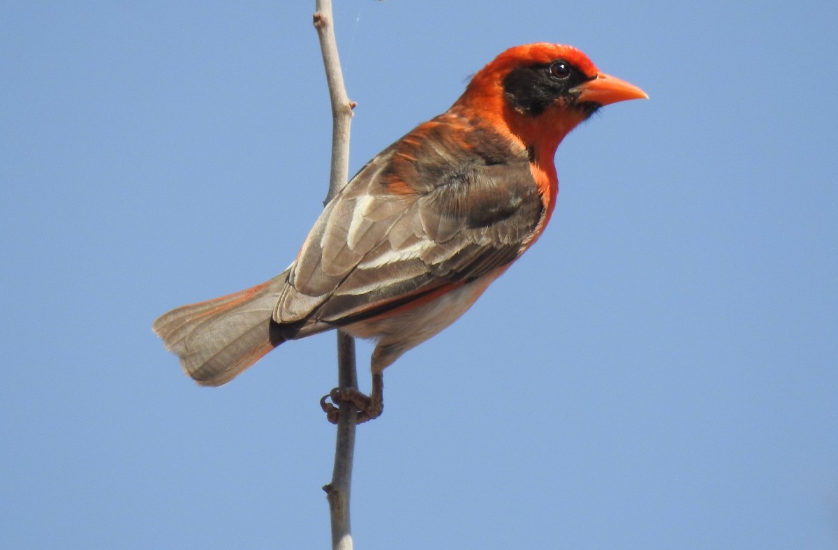 Red-headed Weaver - ML79419431