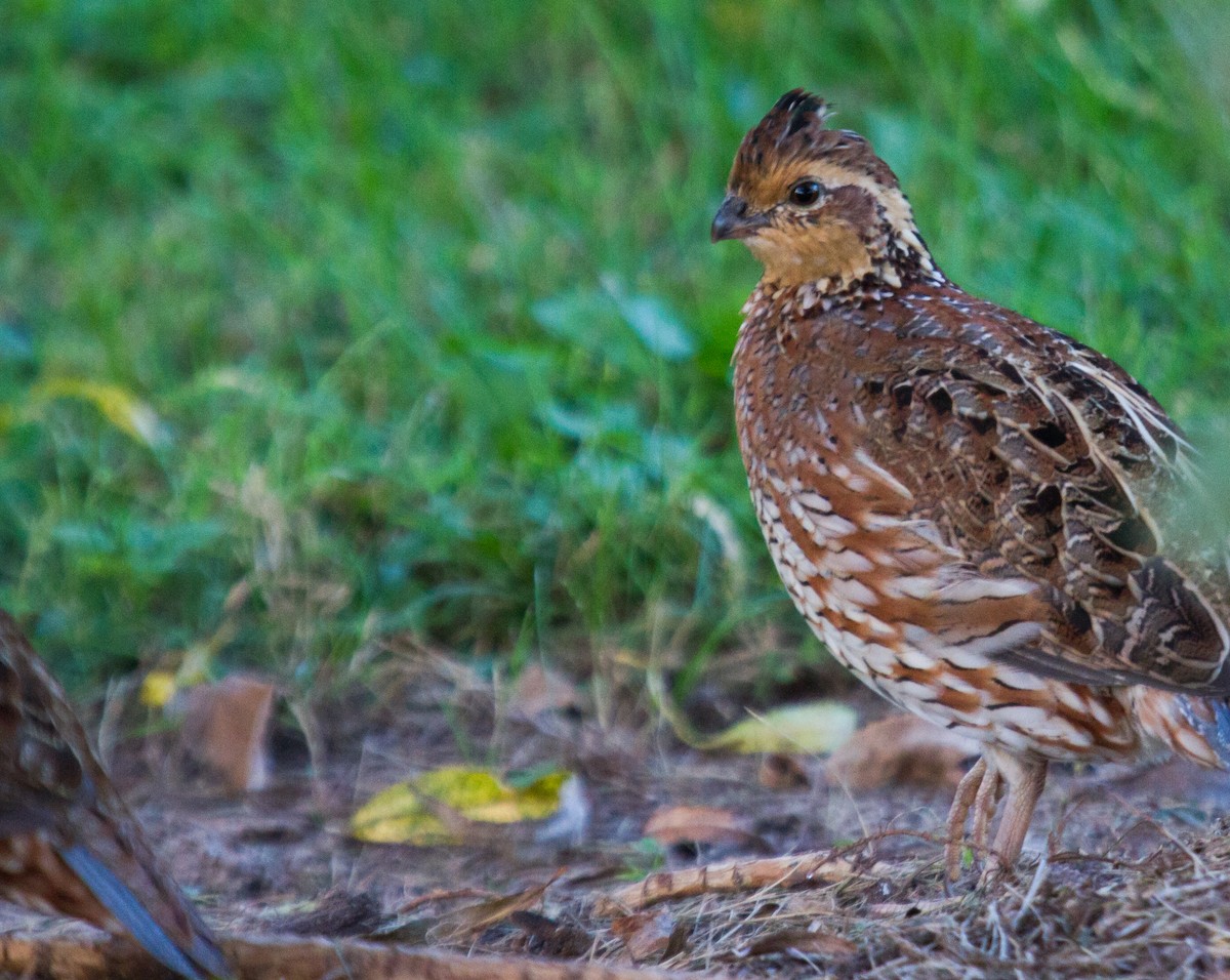 Northern Bobwhite - Diane Lepkowski