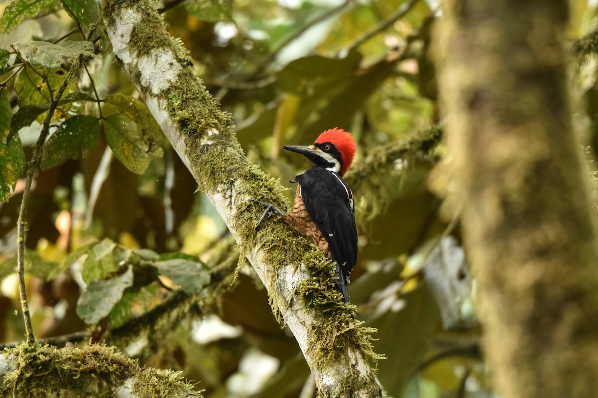 Powerful Woodpecker - ML79422341