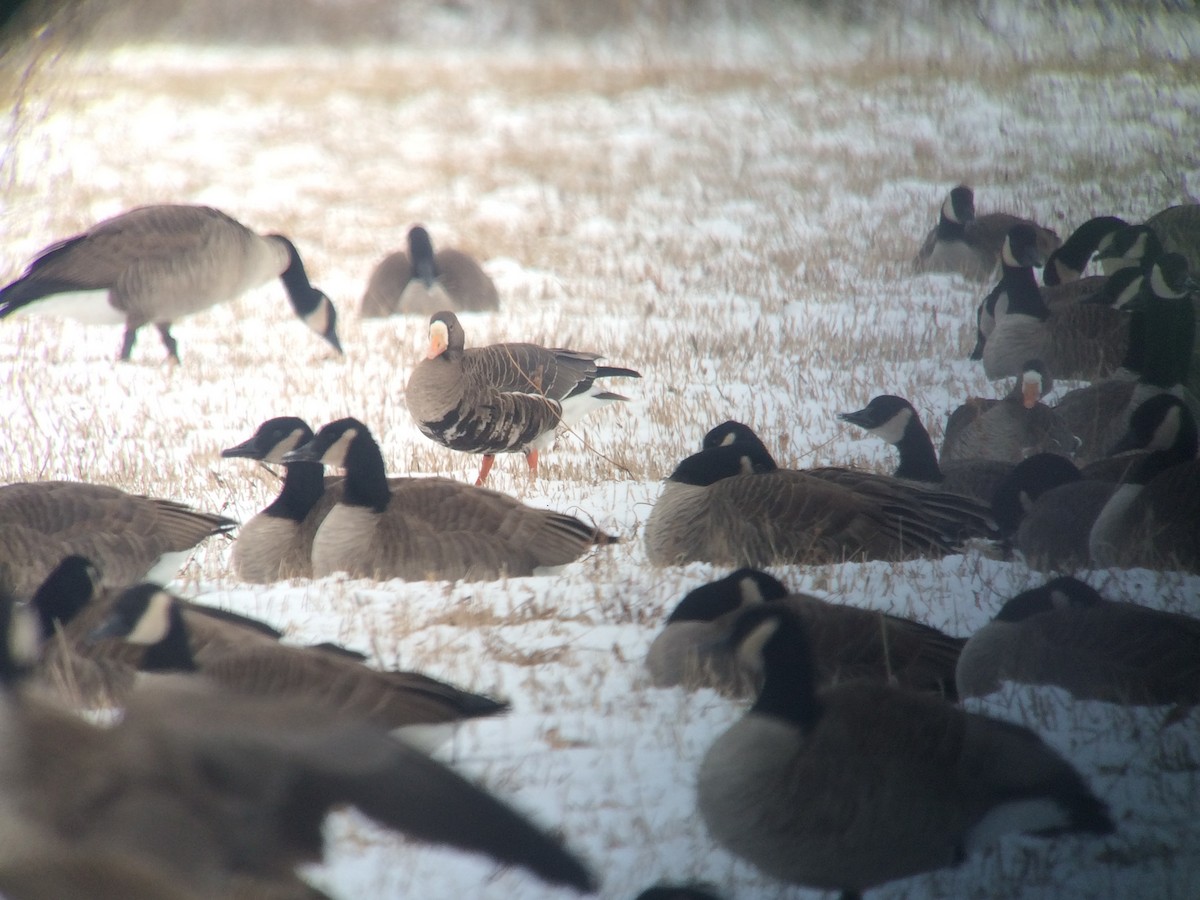 Greater White-fronted Goose - Mark Field