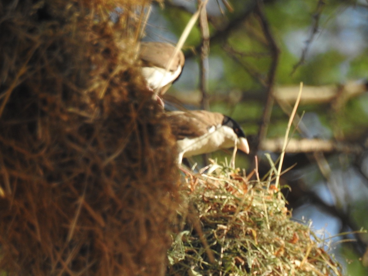 Black-capped Social-Weaver - ML79422411