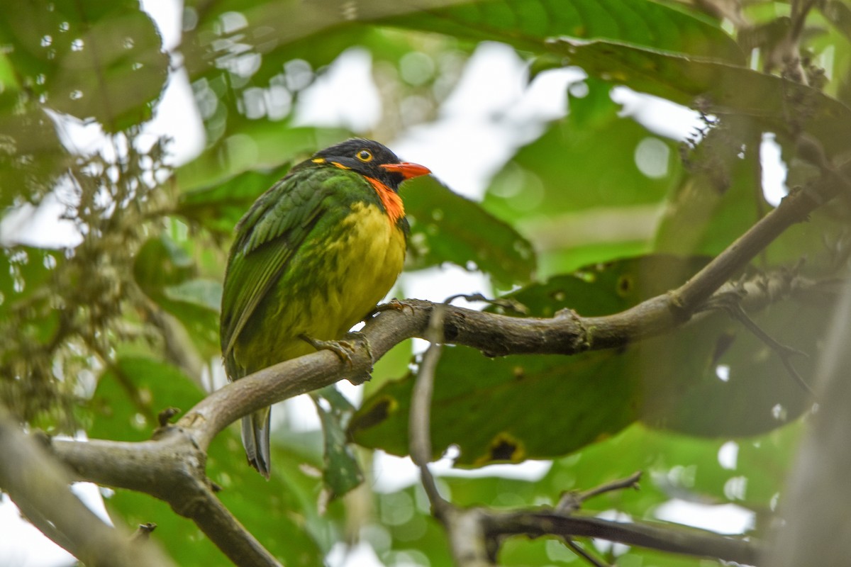 Orange-breasted Fruiteater - Hederd Torres García