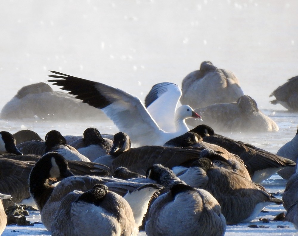 Ross's Goose - Brian Tinker