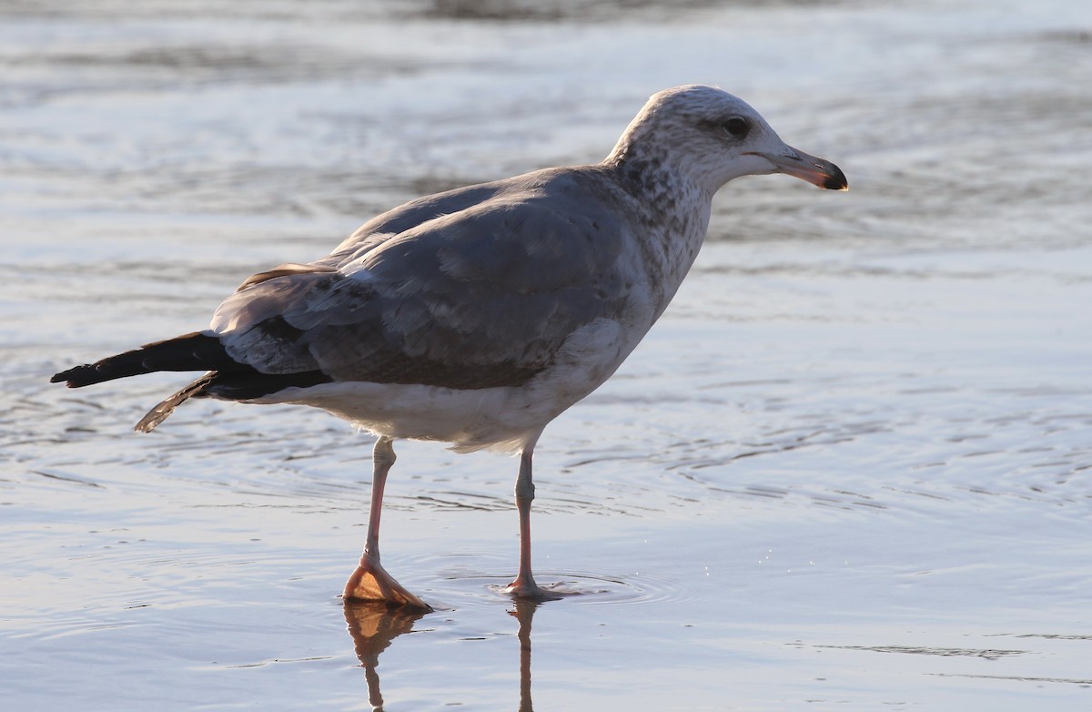 California Gull - ML79428701