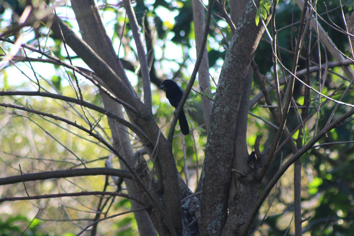 Bushy-crested Jay - ML79428811