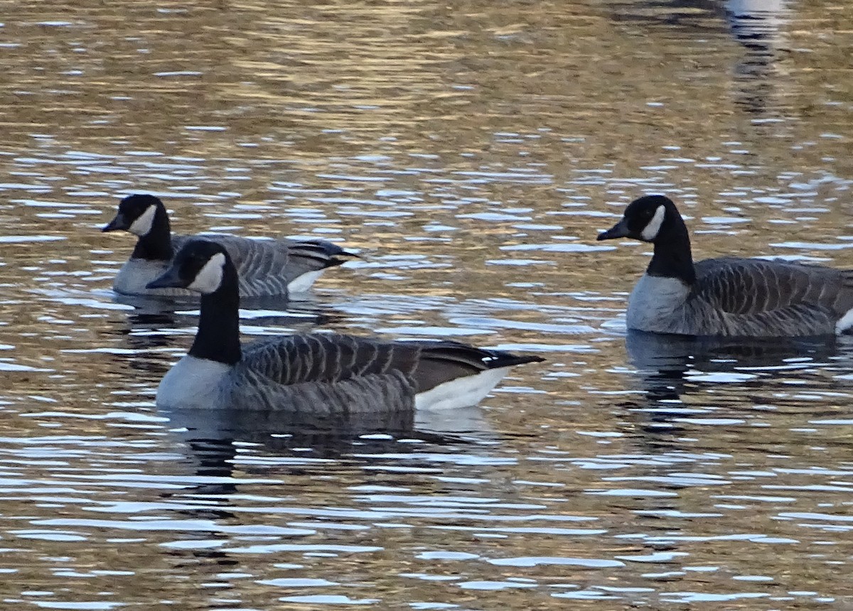 Cackling Goose - Jim Sweeney